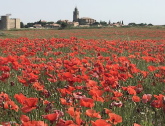 Ruta botánica por los alrededores del casco histórico de Medinaceli con un enfoque artesano