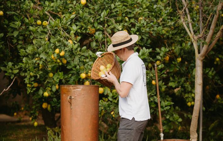 Destilacion de limones ecologicos de Sóller con un alambique de  cobre
