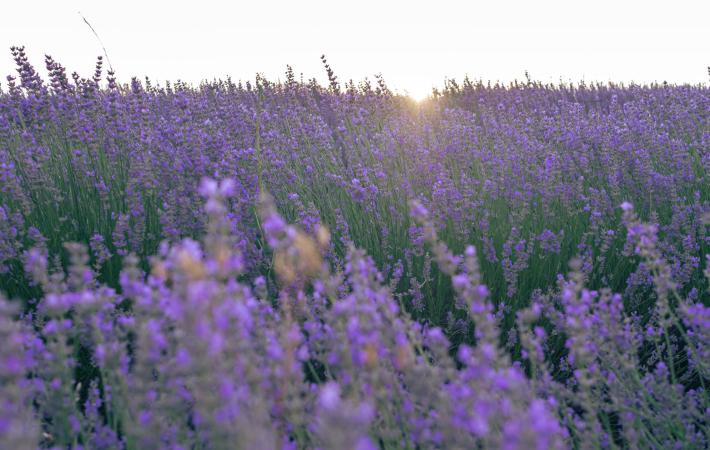 Imagen característica de nuestros campos, en donde se pueden apreciar las flores de donde se obtiene el aceite de lavandín con el que haremos los talleres
