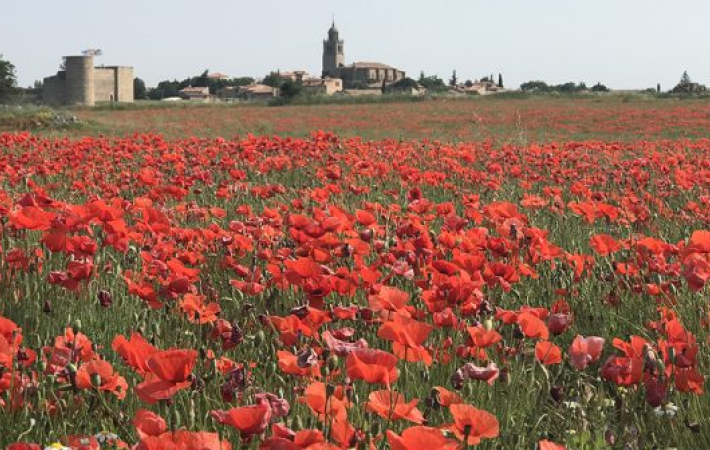 Ruta botánica por los alrededores del casco histórico de Medinaceli con un enfoque artesano