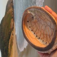 Oreja de mar en raku, en la costa